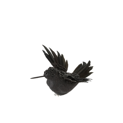 Oiseau bec à plumes noir 