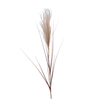 Pampas sur tige