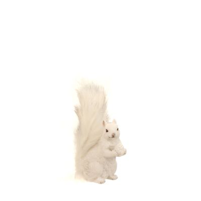 Ecureuil blanc