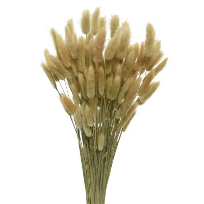 Botte lagurus ovatus séchée